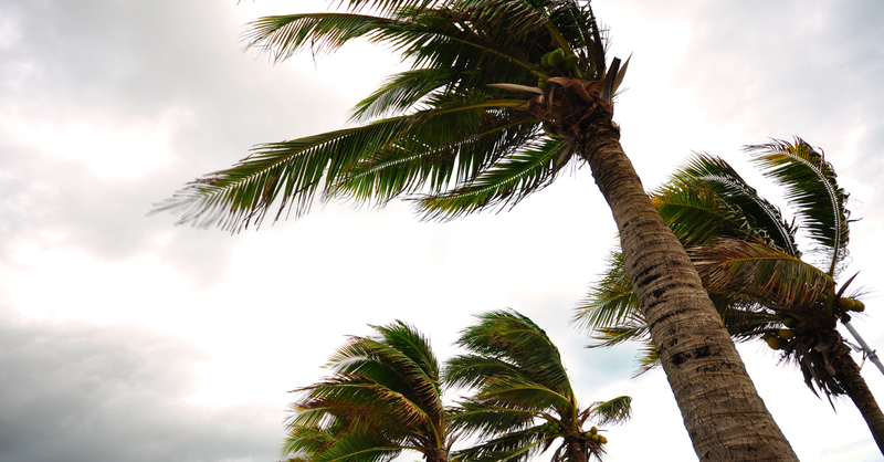 Palm trees bending in strong winds beneath cloudy skies during a tropical storm.