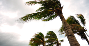 Palm trees bending in strong winds beneath cloudy skies during a tropical storm.