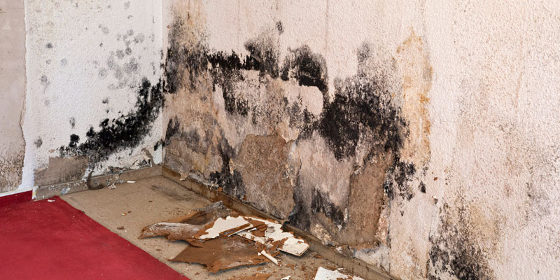 Wall of homne with water damage and mold