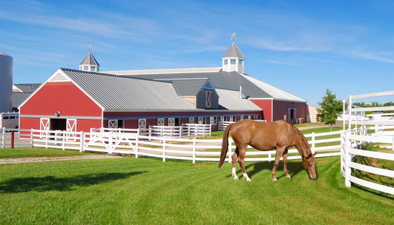 Brown hourse eating grass near large red stable