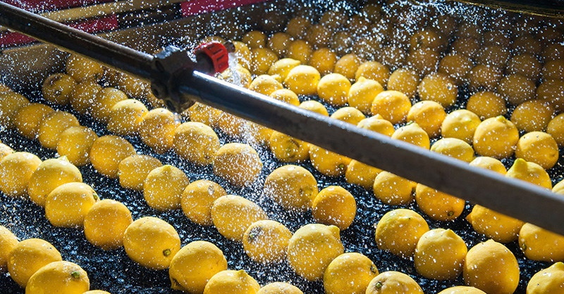 Lemons at Food Processing Facility