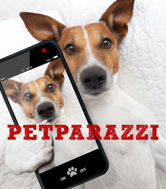 Petparazzi Thumbnail
