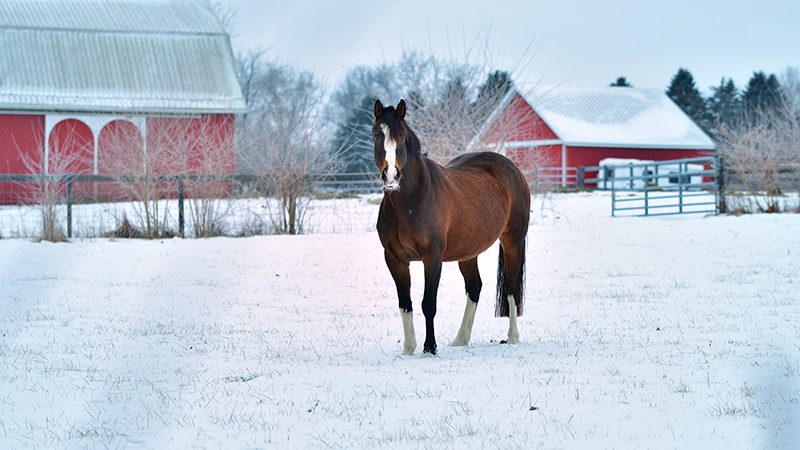 Horse in a field of snow