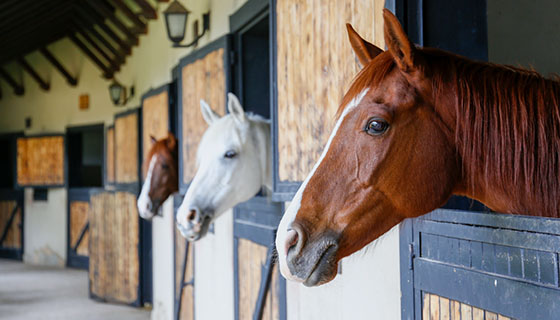 Horses sticking their heads out of their stables